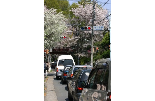 お盆だけでなく桜のシーズンも渋滞はつきもの