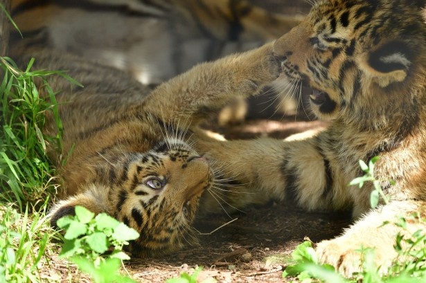 旭山動物園でアムールトラの赤ちゃん2頭を初公開中 ウォーカープラス