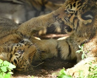 旭山動物園でアムールトラの赤ちゃん2頭を初公開中！