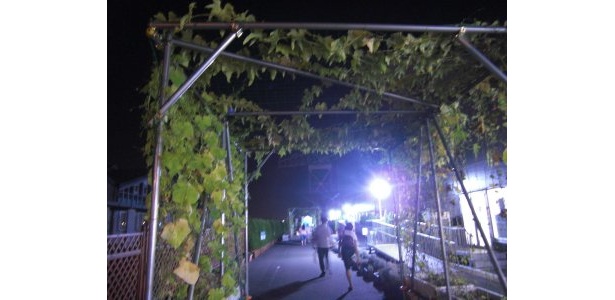 入口付近にあるゴーヤカーテン、けっこう育っています！