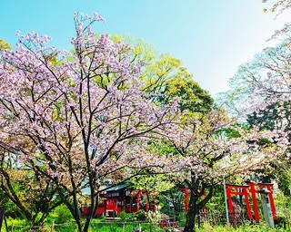 桜の名所の格式ある古社！5分で知る平野神社の見どころ