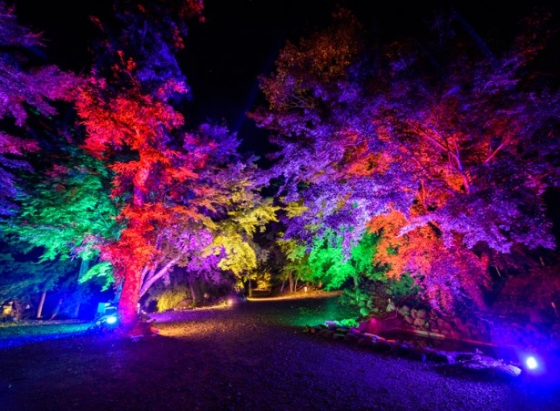 庭園の魅力を最大限に引き出す雲仙市三十路苑「光の極彩庭園ライトアップ」。幻想的かつ、どこか叙情的な光の世界を演出する