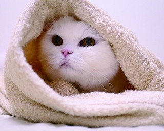 超絶癒される！カワイイねこちゃんが大集合