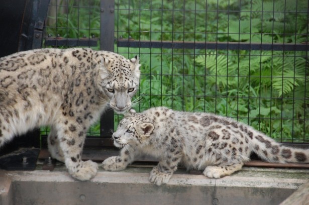 画像1 3 キュンとするほどかわいい 旭山動物園初の赤ちゃんは ウォーカープラス