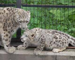 キュンとするほどかわいい！　旭山動物園初の赤ちゃんは…