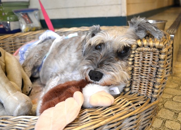 看板犬であるシュナウザーのモモちゃん(メス)、11歳。お客さんにも慣れっこ