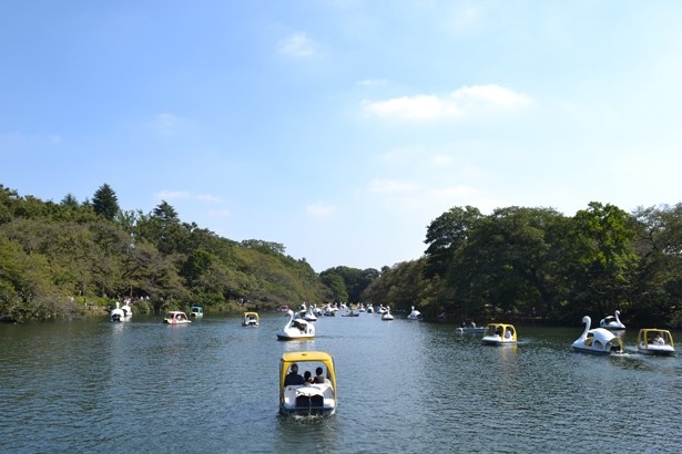 休日はスワンや手漕ぎボートで大混雑(「井の頭恩賜公園」)