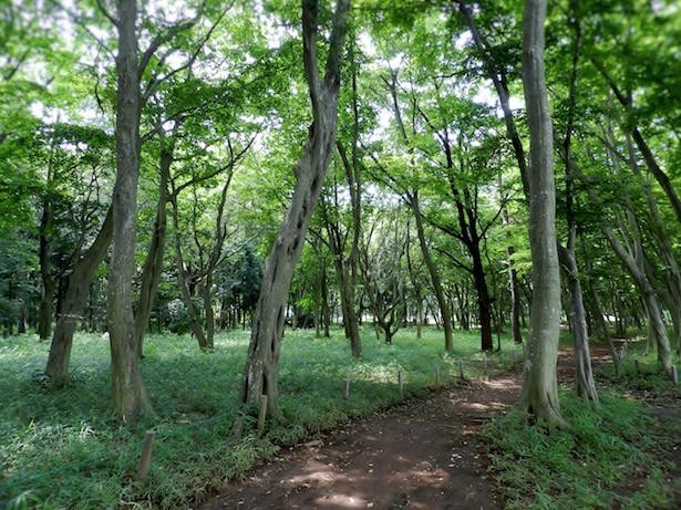 会場である稲毛海浜公園。当日はゾンビだらけに！