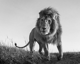 世界的写真家の日本初写真展！ケニアを舞台にした野生動物たちの壮大な物語