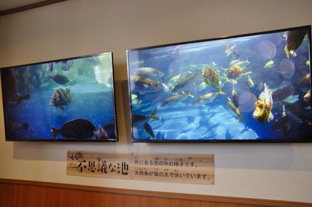 ｢くらの不思議な池」内に設置されたカメラの映像は、店舗エントランスの大型モニターで見ることができる。のどかに泳ぐ魚の姿は見ていて飽きない
