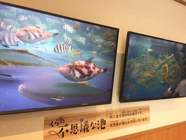 【写真を見る】「無添くら寿司　東貝塚店」では池で泳ぐ天然魚の姿が店内で確認できる