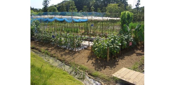畑の全景。20種以上の野菜たちがスクスク育つ！　なんか励まされる風景です♪