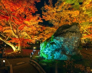 モミジ色に染まる名庭！天龍寺塔頭 宝厳院の紅葉ライトアップ