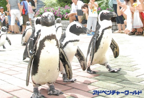 ペンギンと間近に触れあえるチャンス！アドベンチャーワールドの粋な計らいに感謝