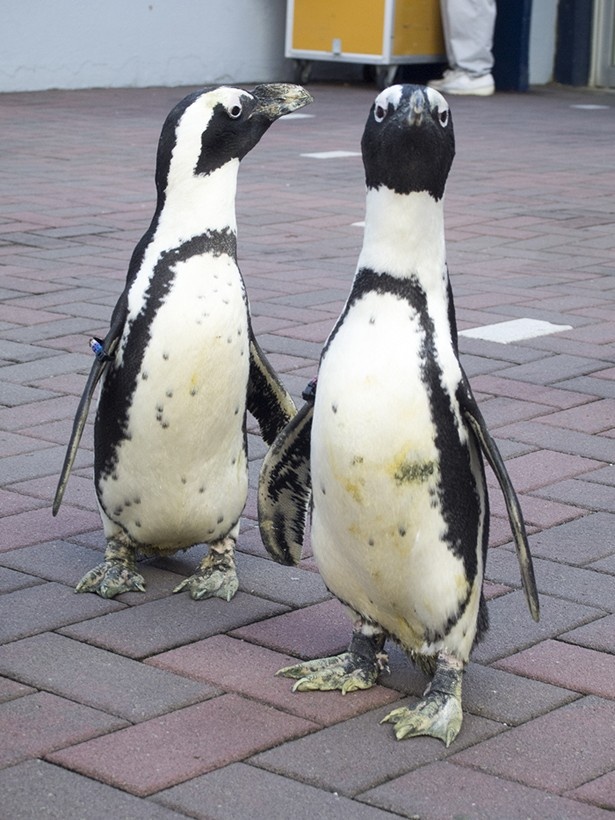 【写真を見る】ケープペンギンはアフリカ大陸に生息する、唯一のペンギンだ