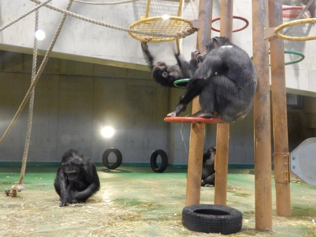現在2派に分かれる旭山動物園のチンパンジー さて 強いオス ってどう決まる ウォーカープラス