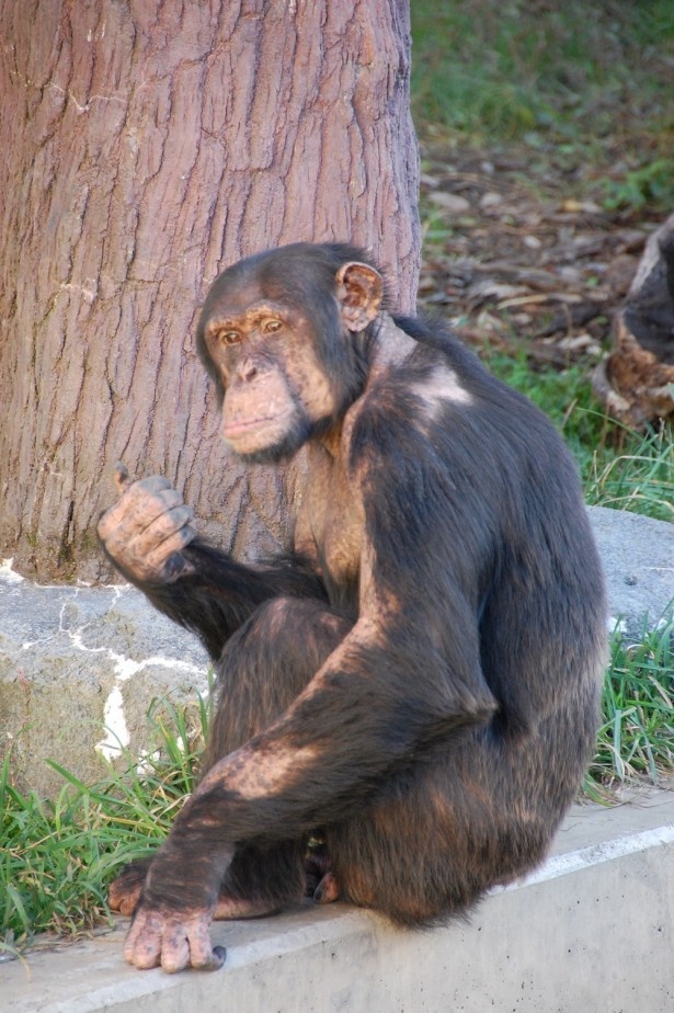 チンパンジー 芸人 北海道