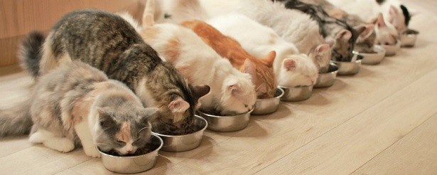 【写真を見る】「可愛いすぎる」と大人気のごはんタイム
