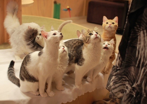 約20匹の猫が在籍