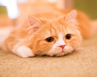 おしゃれすぎる猫カフェ！かわいらしい猫に癒されよう