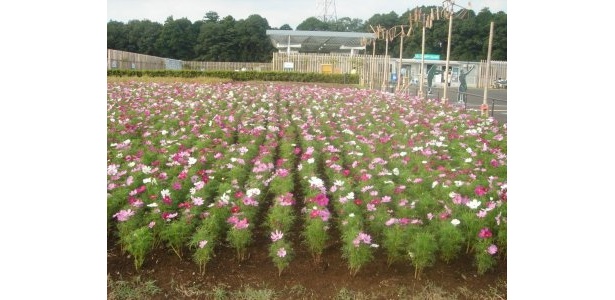 会場入り口は一面の花畑が広がる