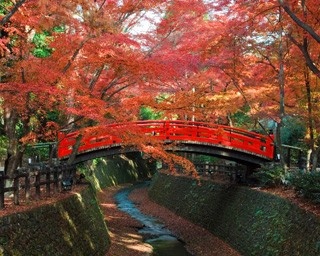 北野天満宮の特別拝観で樹齢400年の三叉の紅葉を楽しむ