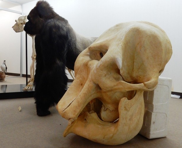 【旭川市旭山動物園】アジアゾウの骨格見本とローランドゴリラのはく製