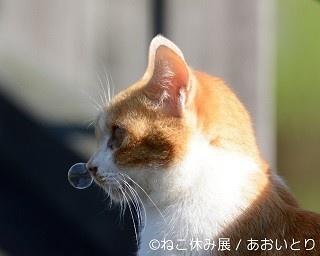 人気猫が大集結！見ているだけで癒される「ねこ休み展」