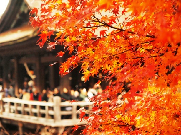 美しい京都の紅葉を時間たっぷり堪能したい！