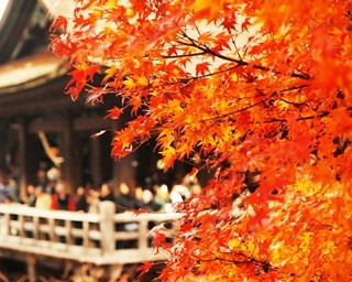東海発の京都紅葉旅は、“公共交通機関”＆“歩き”で満喫するのがオススメ!!