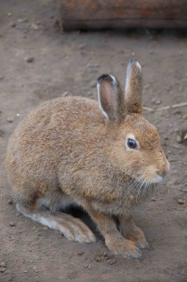【旭山動物園】夏のエゾユキウサギ