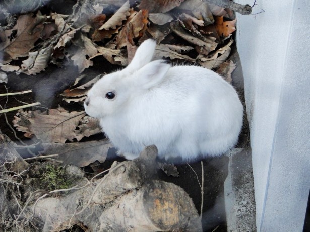 【旭山動物園】冬のエゾユキウサギ
