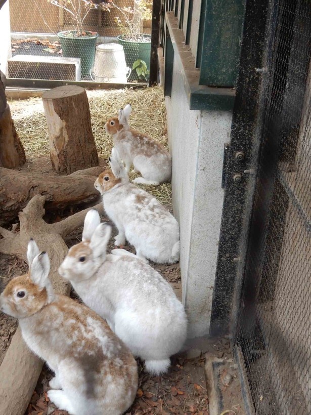 【旭山動物園】2016年10月時点のエゾユキウサギ