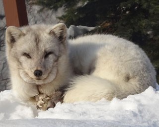 いま旭山の動物たち、冬に向けて「衣替え」してるんです