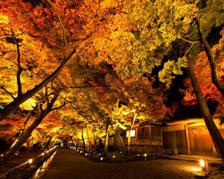 秋の醍醐味 京都の紅葉ライトアップ ウォーカープラス