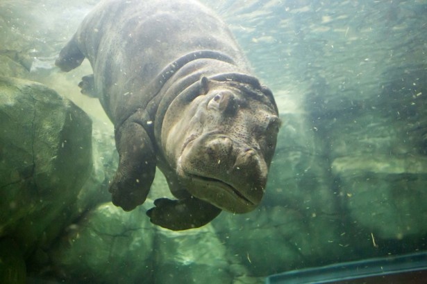 旭山動物園の 飛ぶ カバ 飛んでくる アレ に注意です ウォーカープラス