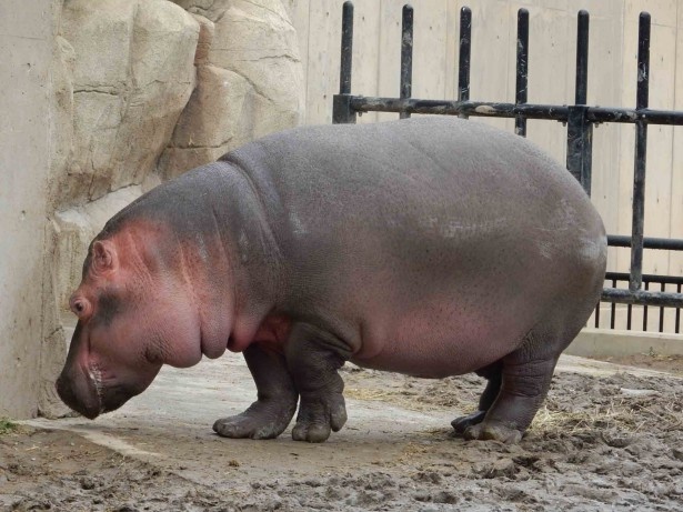 画像6 8 旭山動物園の 飛ぶ カバ 飛んでくる アレ に注意です ウォーカープラス