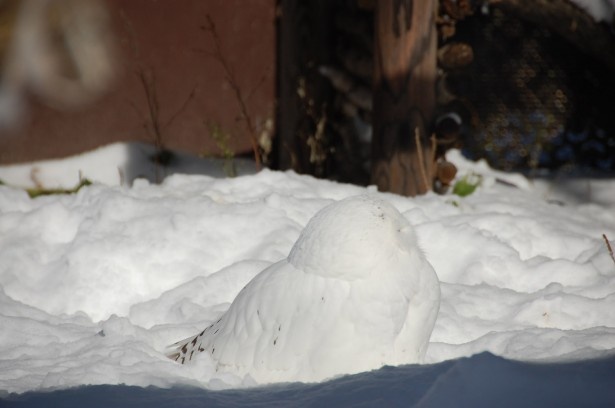 画像1 8 雪だるま化 する旭山動物園のシロフクロウと仲間たち ウォーカープラス