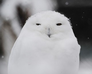 「雪だるま化」する旭山動物園のシロフクロウと仲間たち