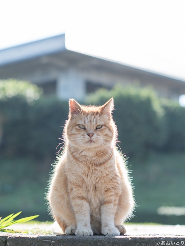 猫はカメラを向けられても動じない