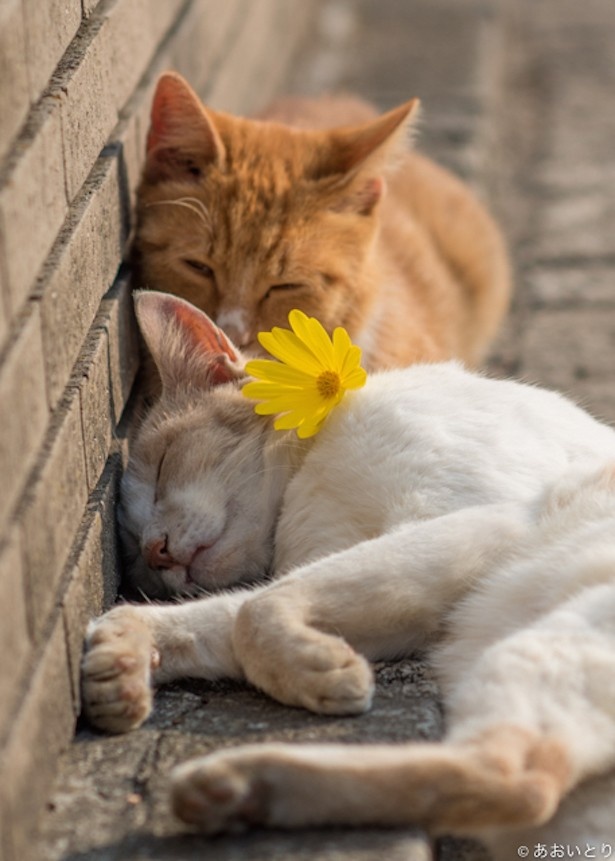 かまってほしいと思う猫らしい1枚