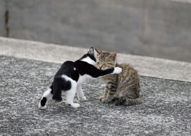 じゃれ合う猫たちも愛おしい