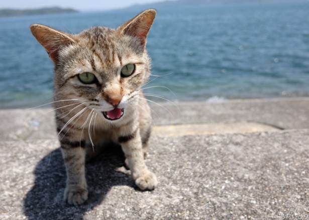 抜き打ちの1枚 素朴な猫たちの表情も収録