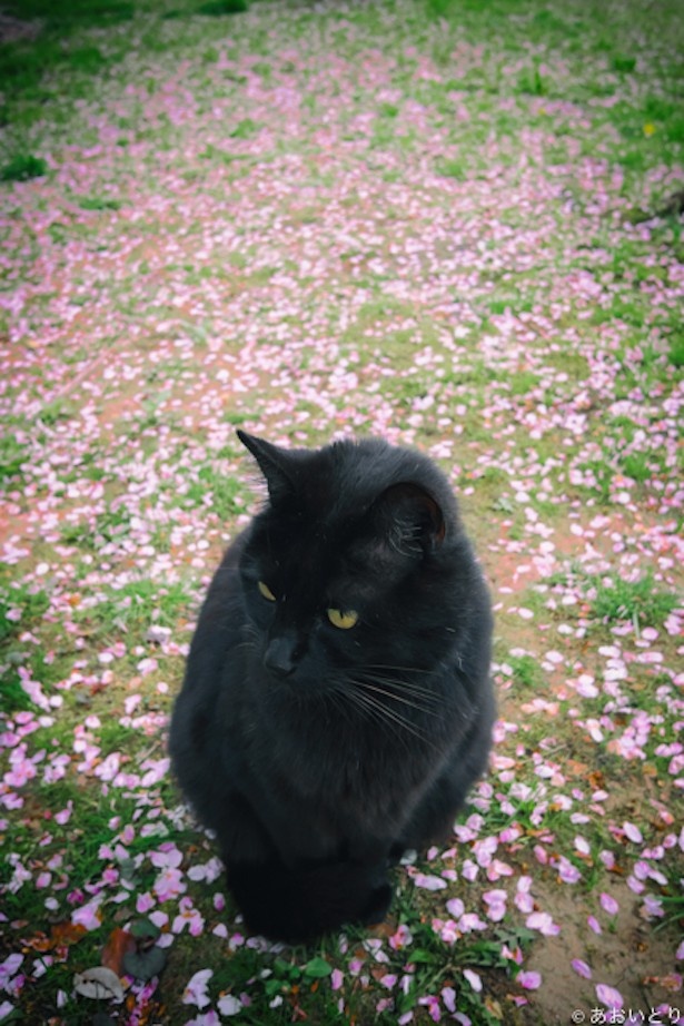 お花畑の中の黒猫のコントラスト！