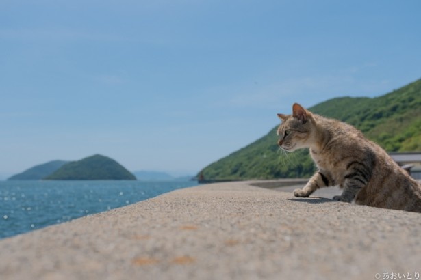 海を見つめる雄大な猫！大物猫な予感