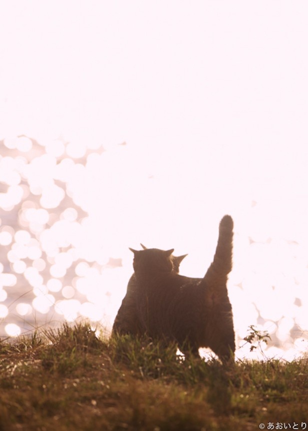 光の中で猫たちのシルエットも可愛い