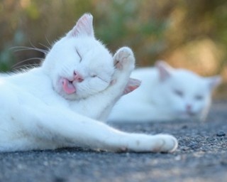 SNSで人気の“猫写真家”あおいとり 新刊発売記念イベント開催