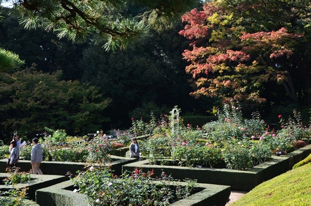 【写真を見る】秋バラと紅葉を同時に鑑賞できるのは同庭園ならでは
