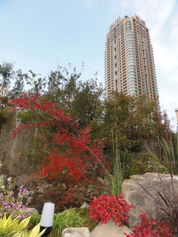 11月9日に植樹されたもみじも美しく紅葉していた！