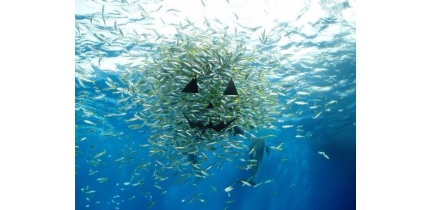 魚が“おばけカボチャ”に変身！シーパラ流｢ハロウィン｣とは